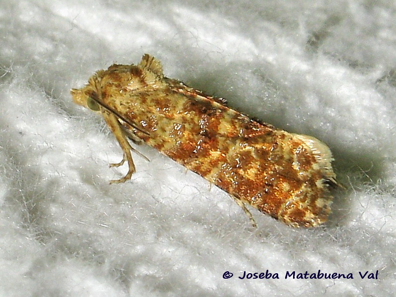 Micro da id. 2, Aethes margarotana - Tortricidae
